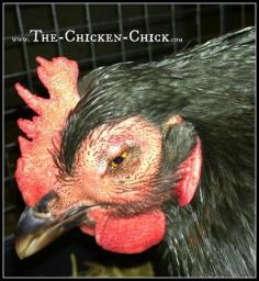 
                    
                        Backyard Chickens & Avian Influenza: What to Do About Bird Flu
                    
                