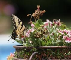 
                    
                        Host Plants For Butterflies: How To Make A Butterfly Container Garden - Butterflies are a welcome sight in any garden. They will naturally come to feed on many flowering plants, but you can make a butterfly container garden to attract them too. Learn about creating butterfly container gardens in this article.
                    
                