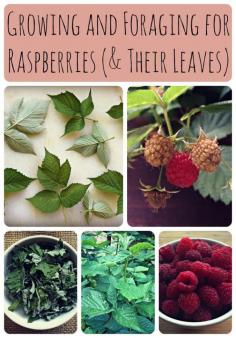 
                    
                        raspberry collage
                    
                