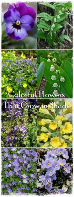 
                    
                        Colorful Flowers That Grow in Shade
                    
                