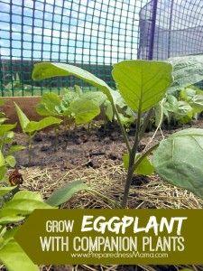 
                    
                        I'm growing eggplant from Mary's Heirloom Seeds  Use the  companion planting method for a great harvest | PreparednessMama
                    
                