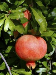 
                    
                        Pomegranate Tree Types: Tips On Choosing Varieties Of Pomegranate -  Pomegranates can be grown in USDA zones 8-10. If you are lucky enough to live within those regions, you may be wondering what pomegranate tree variety is best for you. This article can help you sort that out. Click here for more info.
                    
                