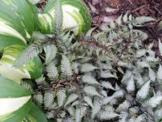 
                    
                        Dividing Japanese Painted Fern #garden tips for easy division even with other plants
                    
                