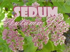
                    
                        Sedum 'Autumn Joy' - one of the most popular Stonecrop varieties www.drought-smart...
                    
                