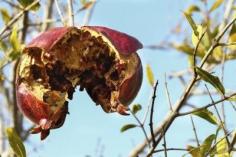 
                    
                        Problems Of Pomegranates: Learn About Diseases In Pomegranate -  Pomegranate fungal diseases are a common issue in plants grown in wet regions. Other diseases in pomegranate are rarer and not permanently damaging to the tree. Learn the problems of pomegranates in this article. Click here for more info.
                    
                