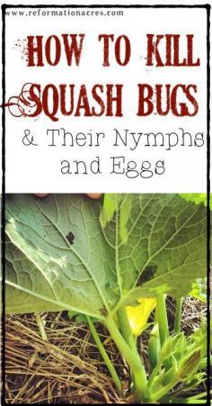 
                    
                        Cheap, easy, AND organic! This is the best way to kill squash bugs! | www.reformationac...
                    
                
