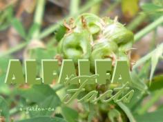 
                    
                        Alfalfa Facts - interesting information about this valuable legume www.o-garden.ca/...
                    
                