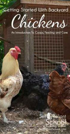 
                    
                        An Introduction To Caring For Chickens
                    
                
