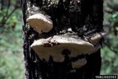 
                    
                        What Is Heart Rot Disease: Info About Bacterial Heart Rot In Trees - Heart rot refers to a type of fungus that attacks mature trees and causes rot in the center of tree trunks and branches. The fungus damages, then destroys, a tree's structural components and, in time, makes it a safety hazard. Learn more in this article.
                    
                
