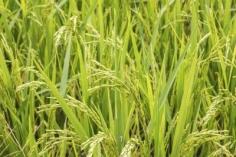 
                    
                        Growing Rice At Home: Learn How To Grow Rice - Rice is one of the oldest and most revered foods on the planet. Rice requires tons of water plus hot, sunny conditions to grow. This makes planting rice impossible in some areas but you can grow your own rice at home, sort of. Click here to learn more.
                    
                