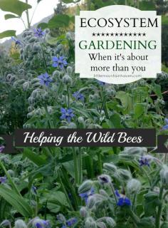 
                    
                        Ecosystem Gardening Helping the Wild Bees
                    
                