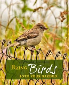 
                    
                        Attract birds to your garden for pest management | PreparednessMama
                    
                