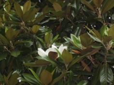 
                    
                        Different Varieties Of Magnolia: Which Magnolias Are Deciduous - If you are choosing a tree, learn which magnolias are deciduous before you decide which of the different varieties of magnolia is perfect for your garden. This article will help get you started to make the process easier.
                    
                