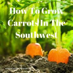 
                    
                        How To Grow Carrots In The Southwest | Blue Yonder Urban Farms
                    
                