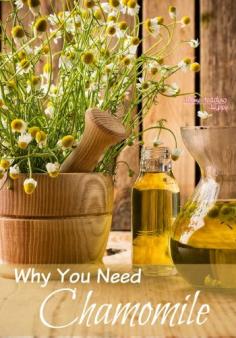 
                    
                        A great plant with many natural medicinal uses, chamomile is easy to grow and should be in your home apothecary!  Learn why here. The Homesteading Hippy #homesteadinghippy #fromthefarm #naturalmedicine #essentialoils #chamomile #plants
                    
                