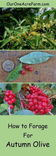 
                    
                        Autumn olive is an invasive shrub which produces an abundance of delicious berries. Turn a problem plant into a food resource! Learn where to find it, how to identify it, and how to harvest it.
                    
                