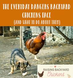 
                    
                        The Everyday Dangers Backyard Chickens Face
                    
                