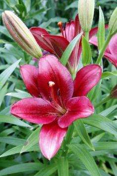 
                    
                        Are Oriental And Asiatic Lilies The Same? Are Oriental and Asiatic lilies the same? The answer to this often-asked question is no, the plants are definitely not the same. Learn how to tell the difference between Asiatic and Oriental lilies in this article.
                    
                