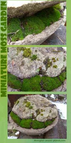 
                    
                        Miniature Japanese Garden - a bowl, some moss and a rock
                    
                