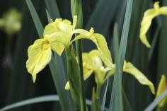 
                    
                        Yellow Flag Iris Control: How To Get Rid Of Flag Iris Plants -  There’s no doubt that yellow flag iris is a gorgeous, eye catching plant. Unfortunately, the plant is as destructive as it is lovely. Learn more about yellow flag iris and how to control it in this article should the plant become troublesome for you.
                    
                