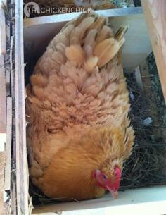
                    
                        Conventional wisdom suggests that broodiness can be discouraged by keeping eggs out of a hen’s sight. Collecting eggs frequently from nest boxes and hanging nest box curtains are two suggested ways of accomplishing this.
                    
                