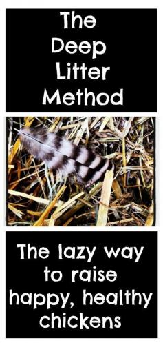 
                    
                        Inside the Chicken Coop: The Deep Litter Method. The lazy way to raise happy, healthy chickens. | Backyard Chicken Project
                    
                
