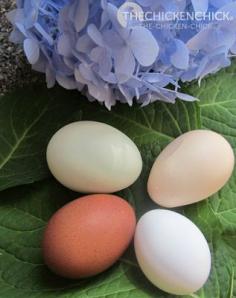 
                    
                        How a Hen Makes an Egg is quite interesting. The Chicknen Lady has quite a lot of info about it. I Like the eggs and the hydrangea!
                    
                