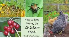 
                    
                        Save money on chicken feed, reduce dependence on industrial monocultures, make your chickens happier and their eggs healthier. Give them access to good habitat, let help in the compost, feed them from the vegetable garden, grow fodder, and raise grubs are just some of the possibilities discussed here. In short, think of chickens as part of a permaculture design.
                    
                