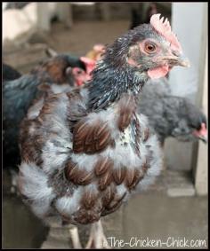 
                        
                            The Chicken Chick®: Molting. What is it and How to Help Chickens Get Through It
                        
                    