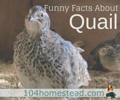 
                    
                        Many things the quail do will scare the bejeezus out of you when they first do it. That's why I felt it was my duty to give you a heads up with these funny facts about quail.:
                    
                