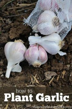 
                        
                            How to Plant Garlic
                        
                    