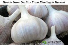 
                        
                            How to Grow Garlic. Where do I Get Garlic to Plant in My Garden? Different Types of Garlic. How to Plant Garlic. How and When to Harvest Garlic.
                        
                    