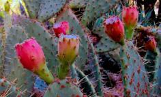 
                    
                        How to Make Prickly Pear Syrup
                    
                