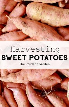 
                    
                        Harvesting Sweet Potatoes | It's sweet potato harvest time! Follow these tips to make harvesting and curing sweet potatoes easy and ensure the best flavor from your crop.
                    
                