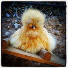 
                    
                        Piper the Silkie
                    
                