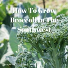 
                        
                            How To Grow Broccoli In The Southwest | Blue Yonder Urban Farms
                        
                    