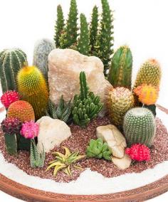 
                        
                            Love this Six-Piece Assorted Cactus Set on #zulily! #zulilyfinds
                        
                    