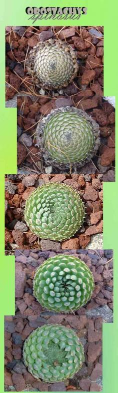 
                        
                            Orostachys - rare and unusual hardy succulents
                        
                    