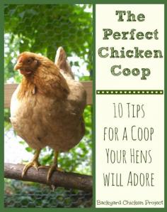 
                    
                        One of the toughest things for new chicken keepers is how to design their chicken coop. This post gives you the 10 essentials to the perfect chicken coop!
                    
                
