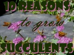 
                    
                        10 Reasons to Grow Succulents - from a Zone 4 garden
                    
                