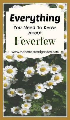 
                        
                            Everything You Need to Know About Feverfew
                        
                    