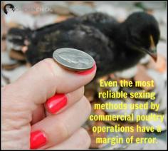 
                        
                            Even the most reliable sexing methods used by commercial poultry operations have a margin of error.
                        
                    