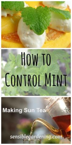 
                    
                        How to Control Mint in your garden plus a recipe for Sun Tea with Sensible Gardening
                    
                