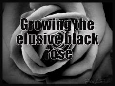 
                    
                        Growing the elusive black rose |
                    
                