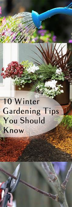 
                        
                            10 Winter Gardening Tips You Should Know
                        
                    