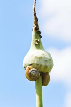 
                        
                            Garlic is fairly easy to grow and, for the most part, is pest resistant. In fact, it’s often grown alongside other plants to their mutual benefit. That said, even garlic has its share of garlic plant pests. Learn more in this article.
                        
                    