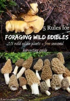 
                    
                        Learn these 5 rules for safely foraging wild edibles. Over 25 wild edibles and how to harvest and prepare them. Plus, free Seasonal Guide on when to harvest each plant. Perfect for becoming more self-reliant and talk about cutting down on the grocery budget!
                    
                