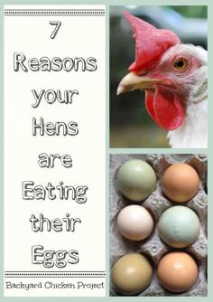 
                    
                        When hens become egg eaters it can be extremely frustrating. Here are some the causes for hens eating eggs, and what you can do about it.
                    
                