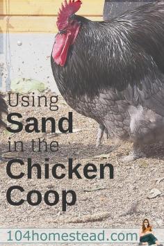 
                    
                        Sand is becoming a very common coop bedding and it's easy to see why. Sand has so many benefits and when used properly, I think it's a bedding that you wont regret using.
                    
                