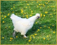 
                        
                            Silkie hen. The Chicken Chick®
                        
                    